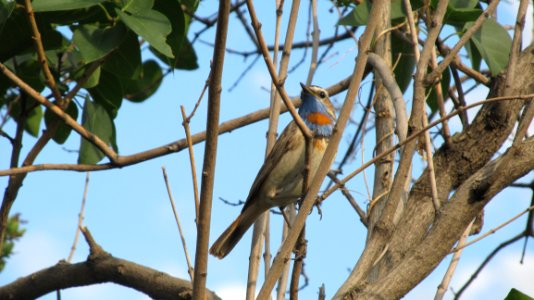 Bird Fauna Beak Tree