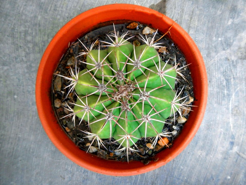 Plant Cactus Hedgehog Cactus Thorns Spines And Prickles