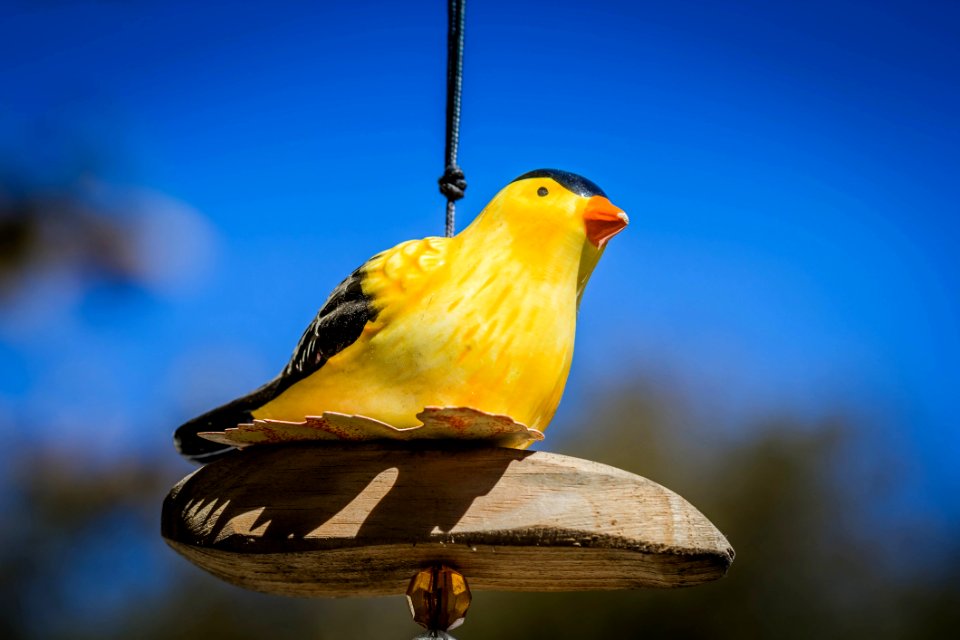 Bird Beak Yellow Fauna