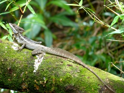 Reptile Lacertidae Lizard Scaled Reptile