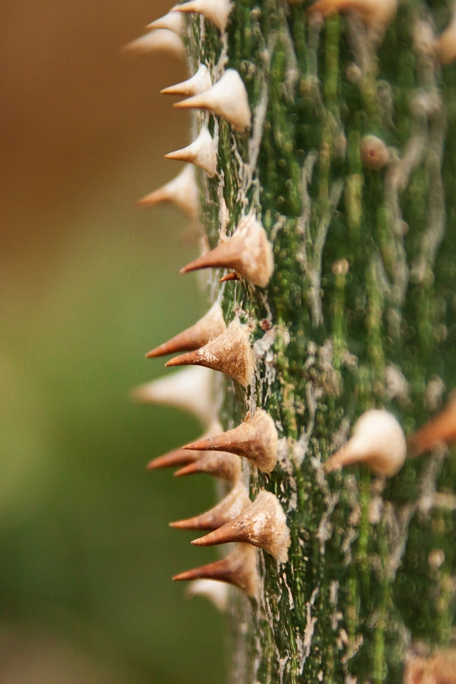 Nature spine pointed