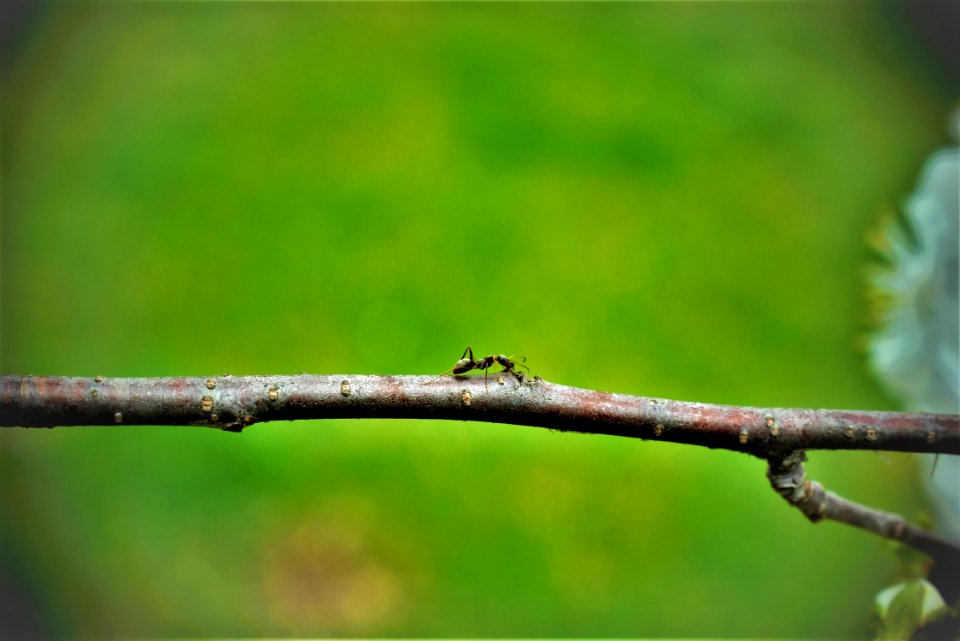 Branch Fauna Leaf Twig
