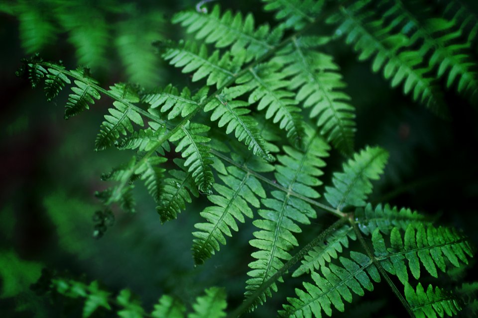 Close-Up Photography Of Fern Leaves