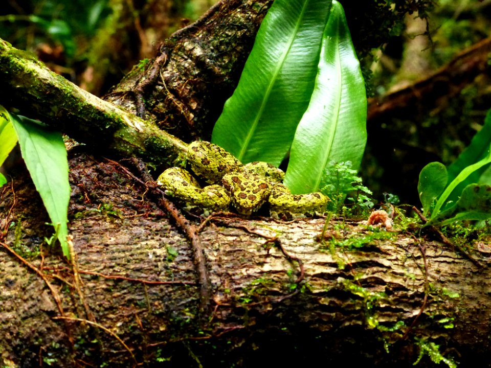 Vegetation Ecosystem Nature Reserve Fauna