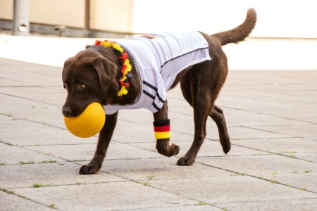 Photo Of Labrador Biting Yellow Ball photo