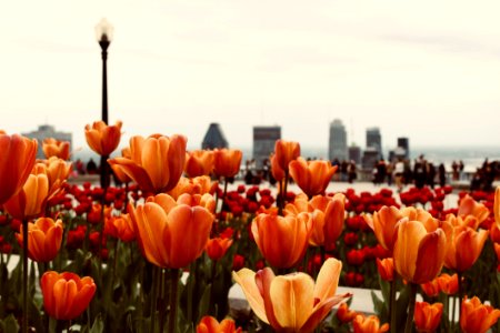 Close-Up Photo Of Orange Tulips photo
