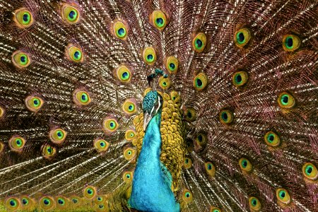 Close-up Photo Of Peacock