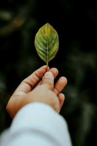 Shallow Focus Photography Of Person Holding Green Leaf photo