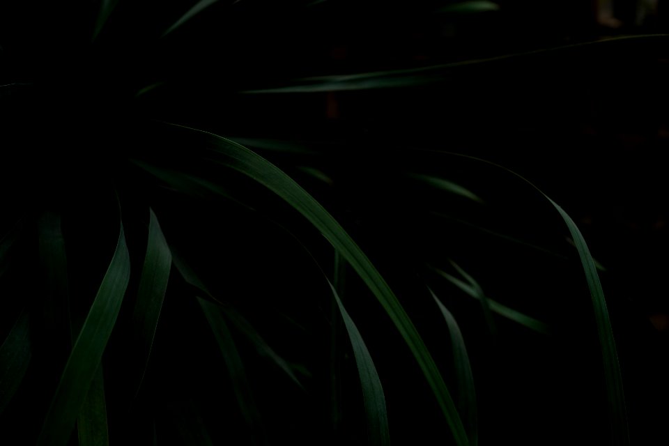 Botanical Close-up Dark