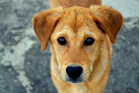 Short-coated Tan Dog photo