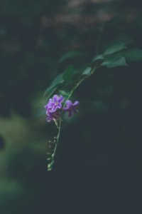 Shallow Focus Photo Of Green Plant With Purple Flowers