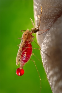 Malaria parasite disease photo
