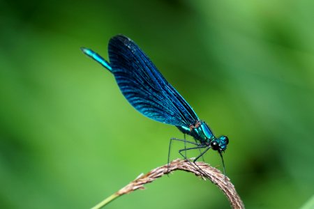 Shallow Focus Photography Of Blue Dragonfly photo