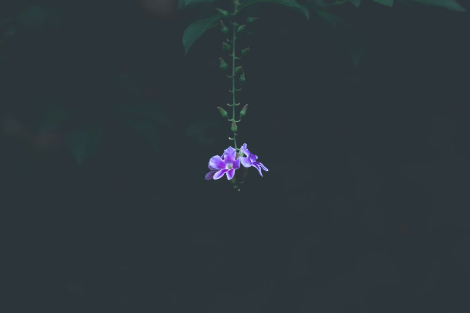 Pink Petaled Flower