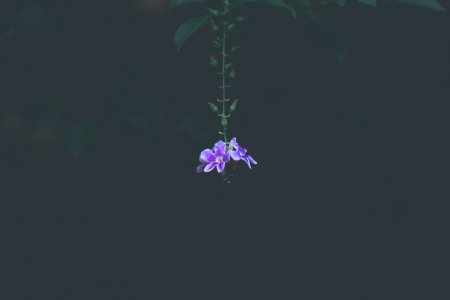Pink Petaled Flower
