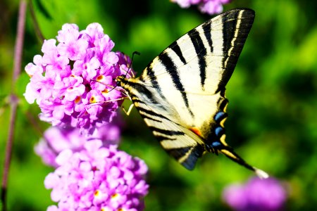 Closeup Photography Of Tiger Swallowtail Butterfly Perched On Purple Cluster Petaled Flowers photo
