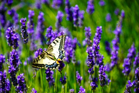 Close-Up Photography Of Butterfly Perched On Lavender Flower photo