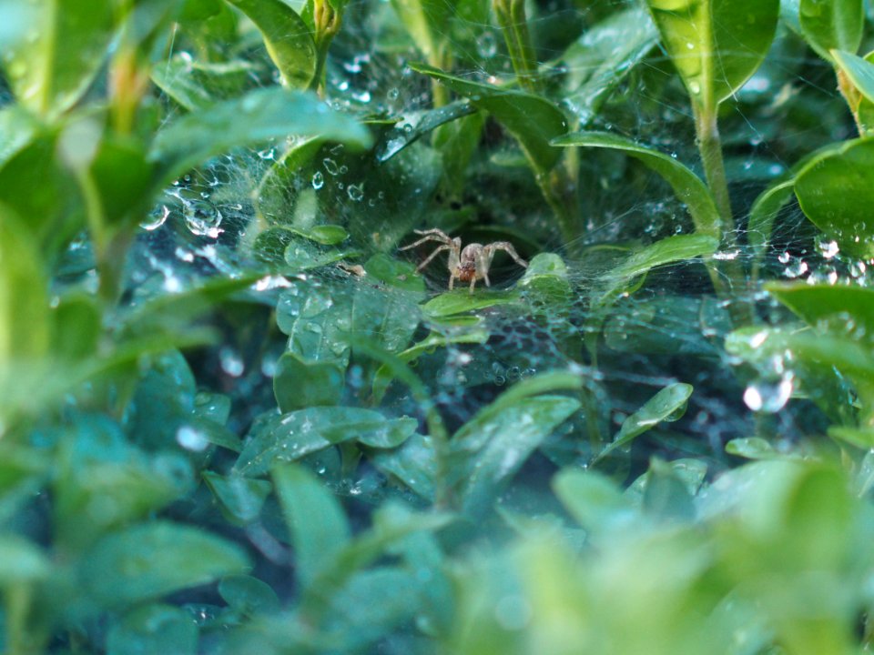 Water Vegetation Fauna Moisture