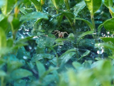 Water Vegetation Fauna Moisture