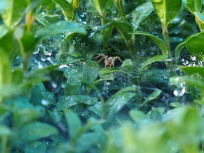 Water Vegetation Fauna Moisture photo