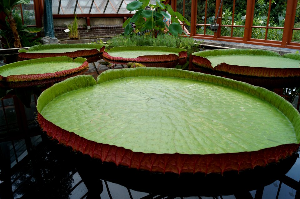 Green Water Plant Leaf