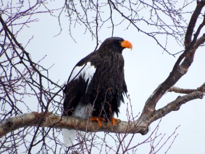 Eagle Bird Bird Of Prey Beak