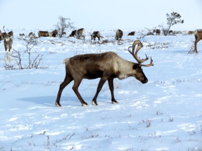 Reindeer Wildlife Deer Mammal