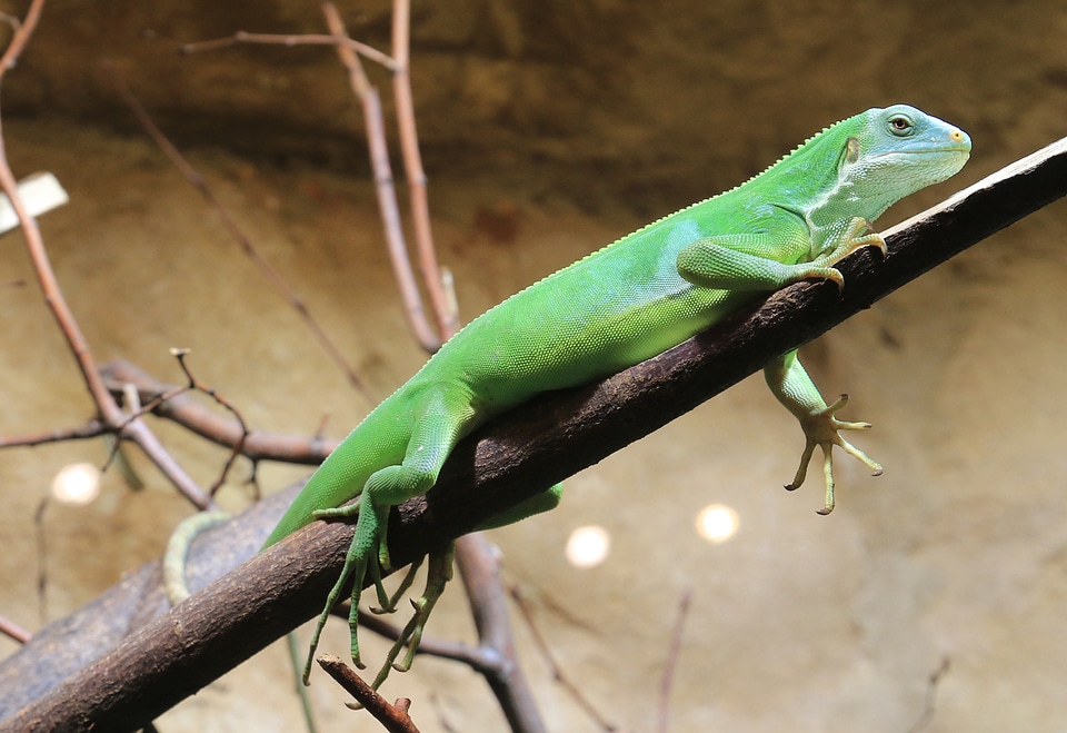 Reptile green animal