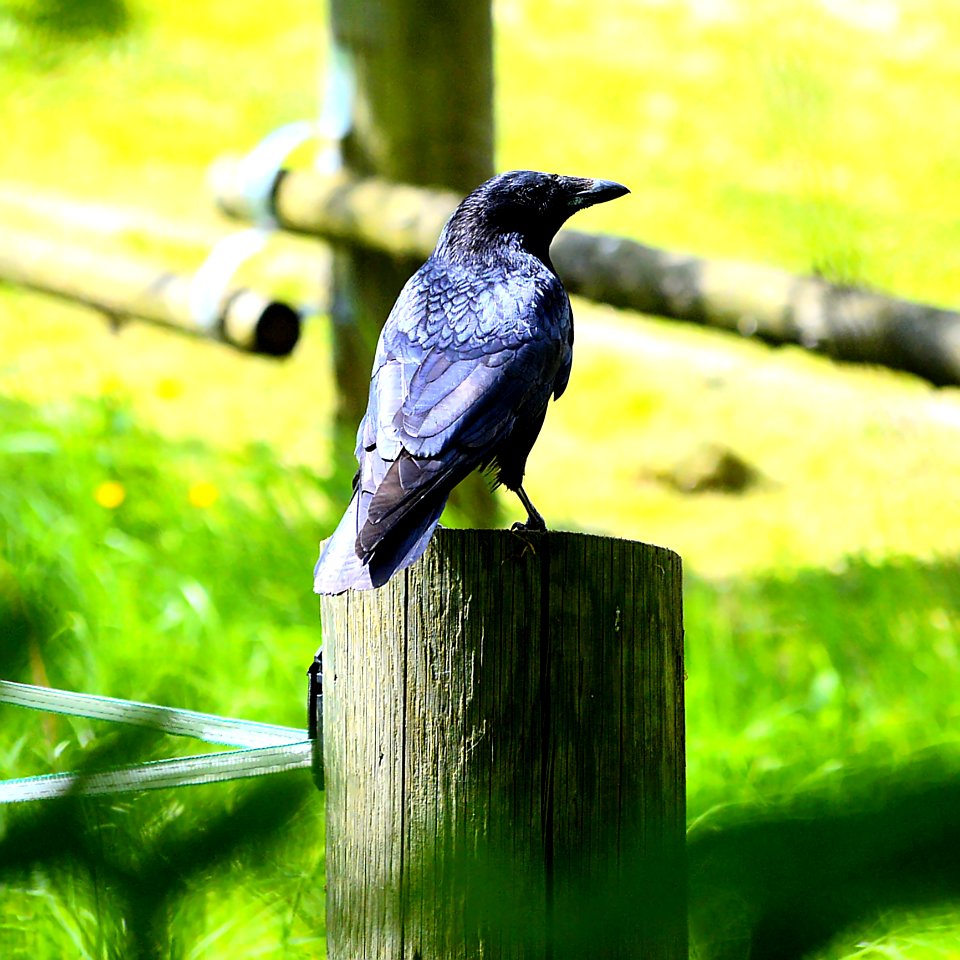 Bird Fauna Beak Wildlife