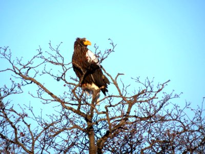 Bird Eagle Bird Of Prey Ecosystem photo
