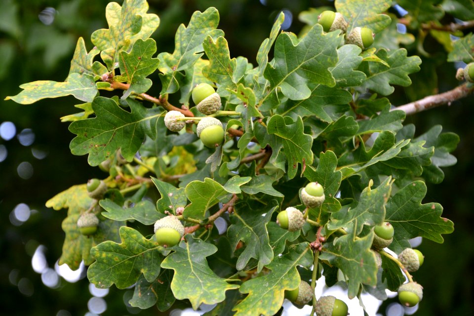 Plant Tree Grapevine Family Vitis