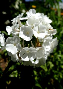 Flower White Plant Flowering Plant photo