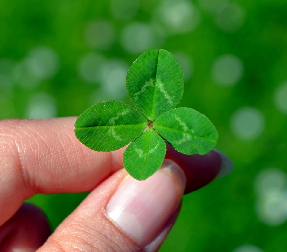 Green lucky clover lucky charm photo