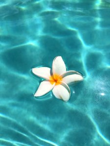 Flower Water Aquatic Plant Petal