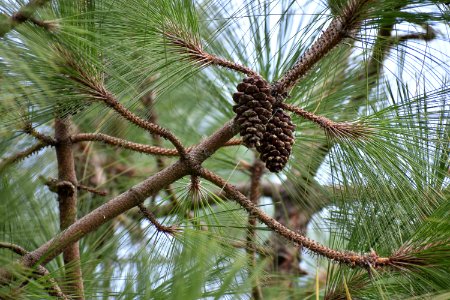 Tree Ecosystem Pine Family Plant photo