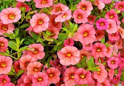 Flower Pink Plant Annual Plant