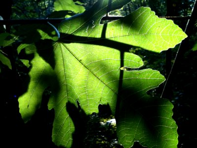 Leaf Green Vegetation Plant