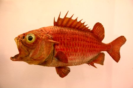 Fish Fauna Organism Red Snapper photo