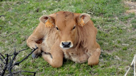 Cattle Like Mammal Pasture Grass Grazing photo