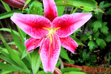 Flower Plant Lily Flora photo