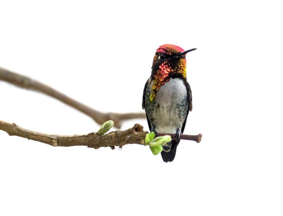 Bird Hummingbird Fauna Beak