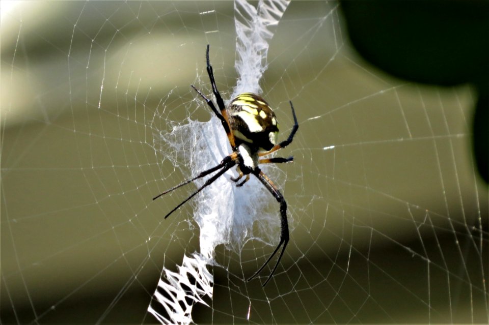 Spider Arachnid Invertebrate Orb Weaver Spider