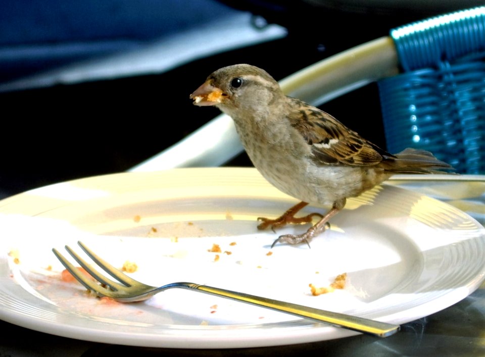 Bird Sparrow Finch Fauna
