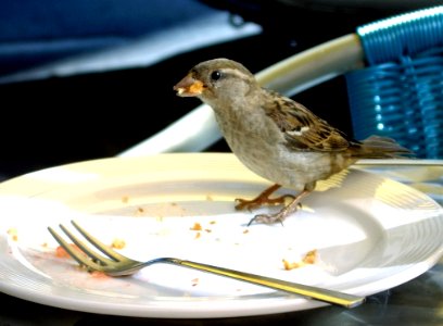 Bird Sparrow Finch Fauna photo