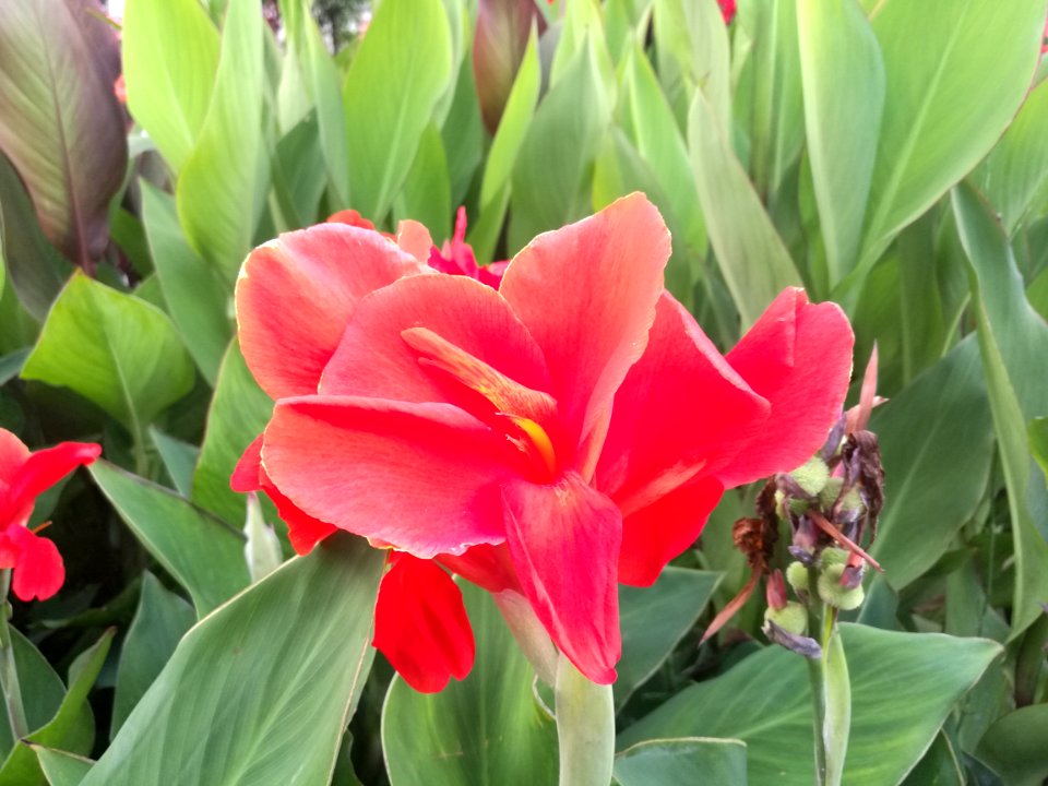 Flower Plant Flowering Plant Canna Family