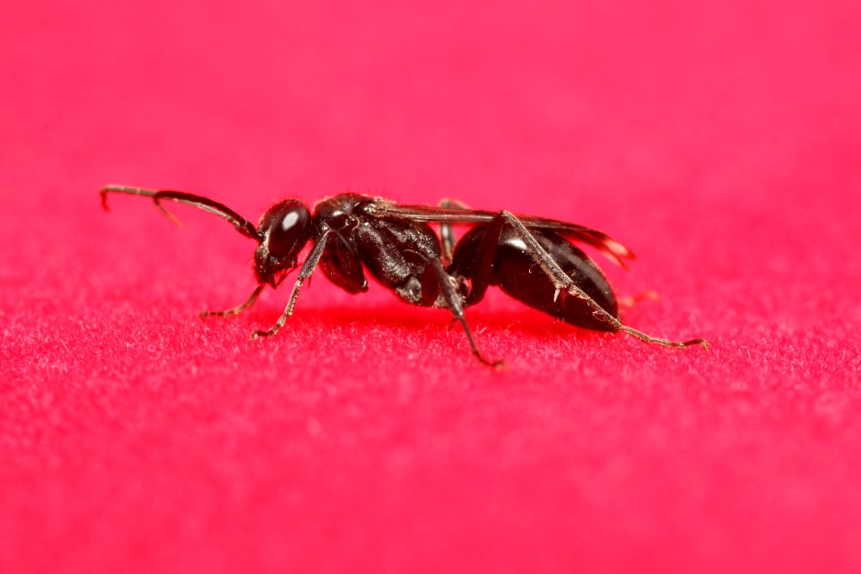 Insect Pest Invertebrate Macro Photography