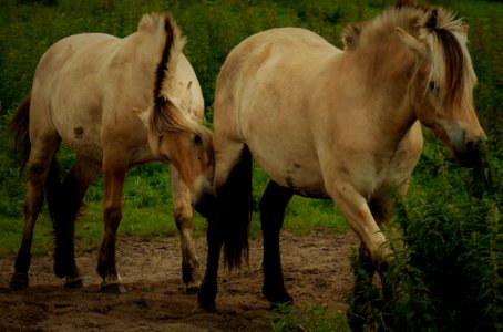 Horse Mare Horse Like Mammal Ecosystem photo