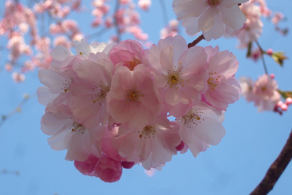 Blossom Pink Flower Cherry Blossom