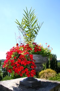 Plant Flower Flora Tree photo