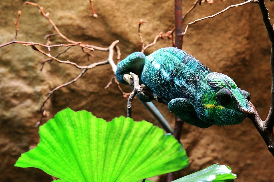 Terrarium color tropical